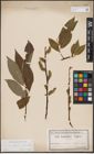 Foto von Salix caprea L. x Salix daphnoides Vill.